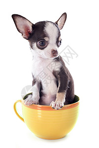 在杯子里的小小狗吉娃娃工作室犬类伴侣罩杯尺寸茶壶动物宠物白色棕色背景
