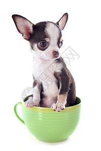 罩杯在杯子里的小小狗吉娃娃宠物动物伴侣犬类尺寸咖啡杯棕色白色工作室茶壶背景