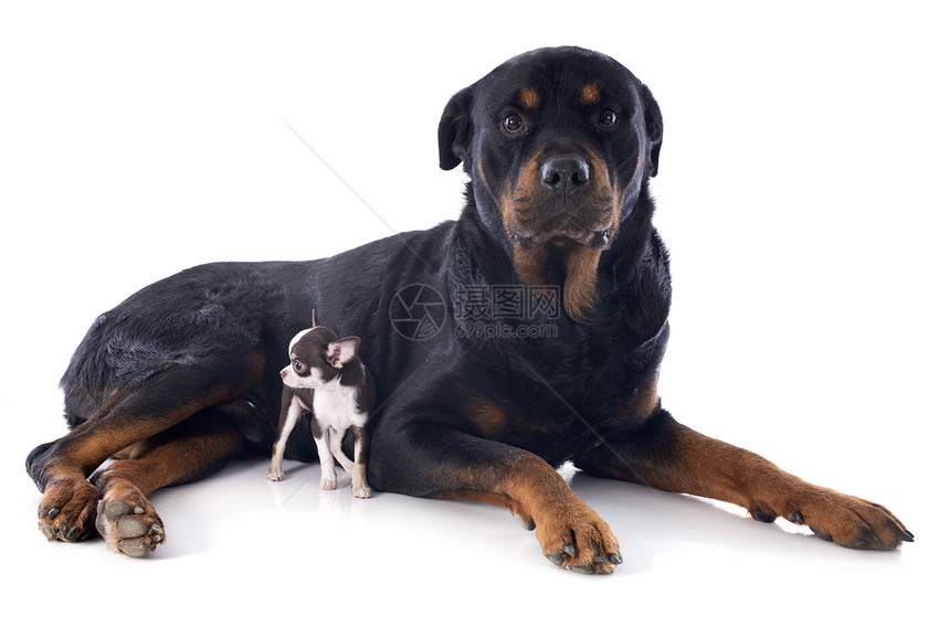 和小狗吉娃娃黑色宠物工作室朋友们友谊犬类动物纳犬图片