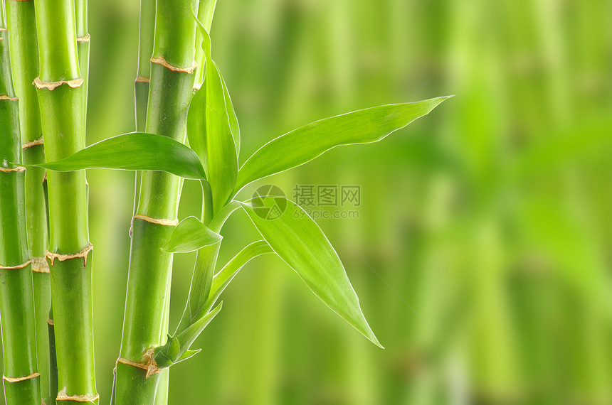 竹子白色边界生态热带环境运气绿色叶子花园丛林图片