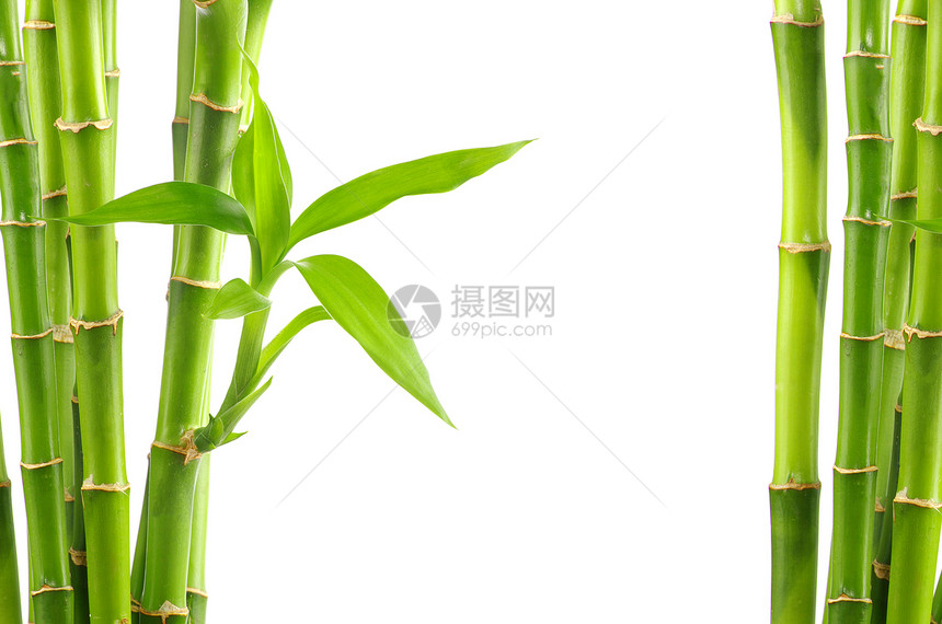 竹竹背景园艺丛林运气生活白色文化生长生态环境花园图片