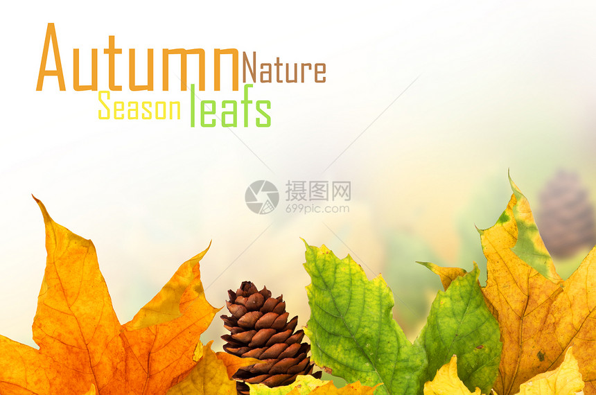 美丽的秋天背景 有木叶框架太阳金子宏观木头植物森林拼贴画静脉季节图片