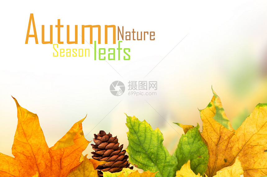 美丽的秋天背景 有木叶静脉植物木头灯光森林季节拼贴画框架横梁橙子图片