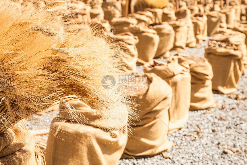 夏季小麦谷物黄色稻草团体解雇农村食物植物水果农业图片