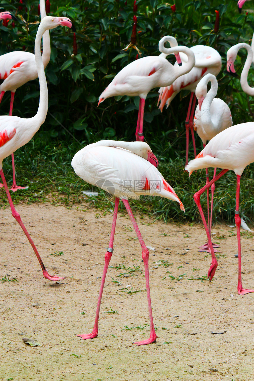 粉红色火烈鸟按摩器鸟鸟异国橙子红色粉色动物野生动物团体情调热带图片