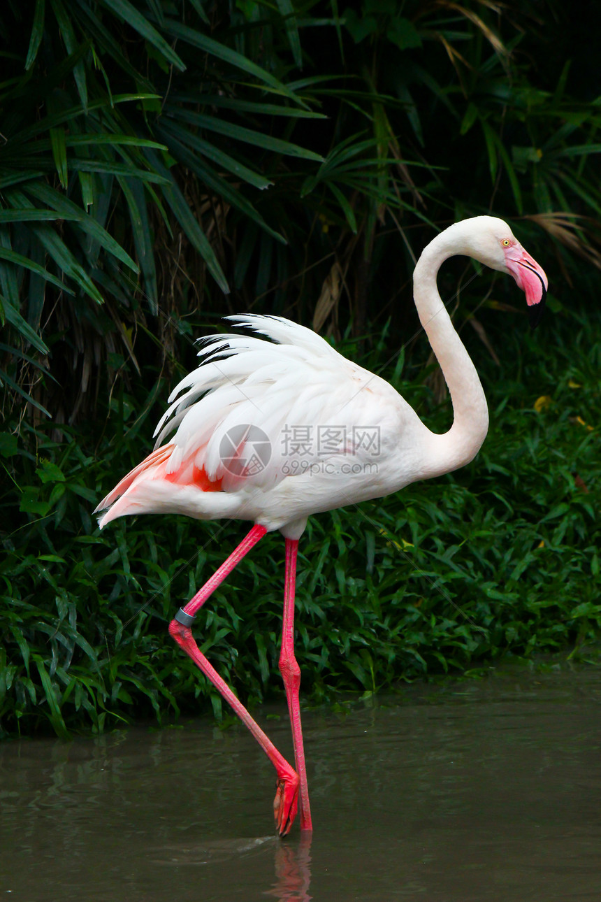 大火烈鸟鸟鸟红色粉色动物园异国火烈鸟海洋热带团体野生动物图片