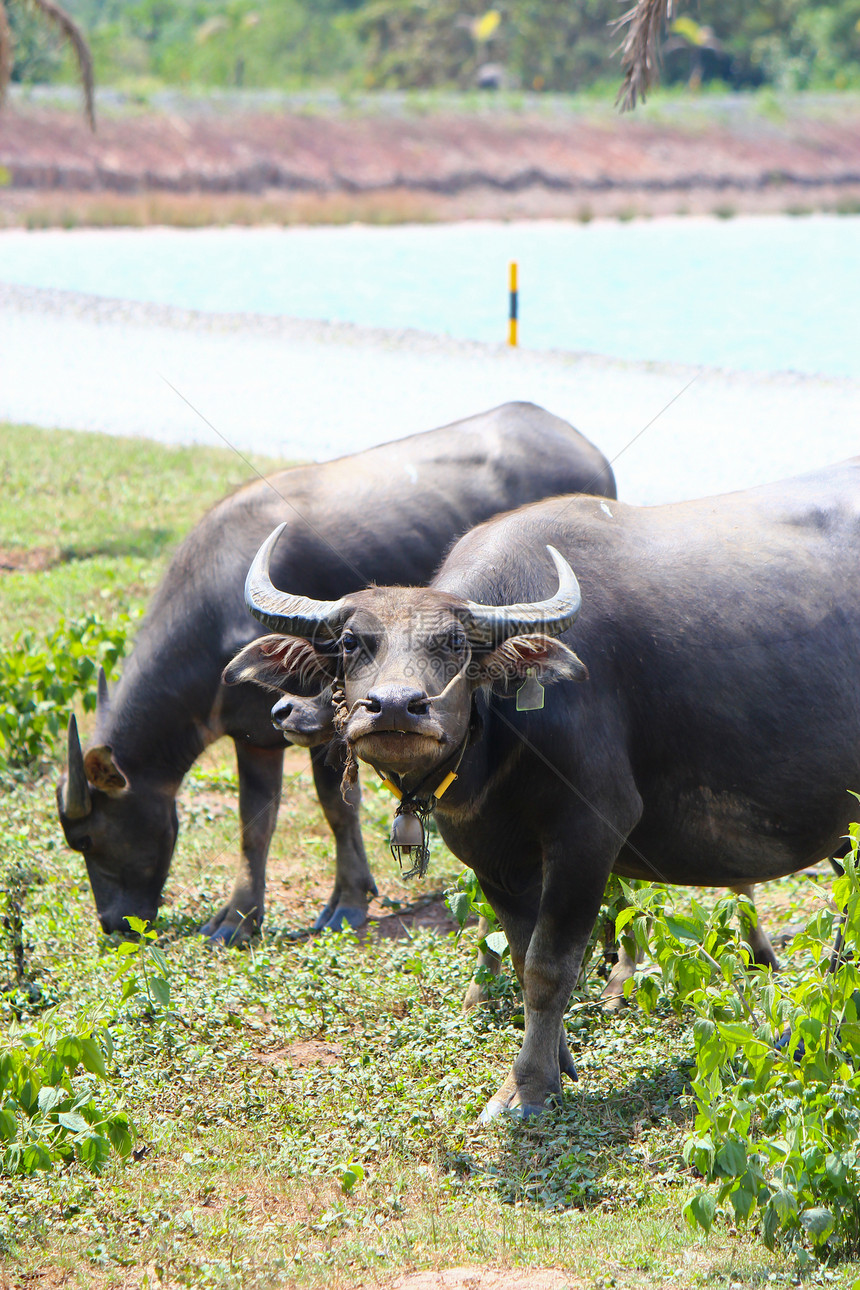 泰国水牛野生动物哺乳动物农民生物农场奶牛动物群肌肉鼻子文化图片