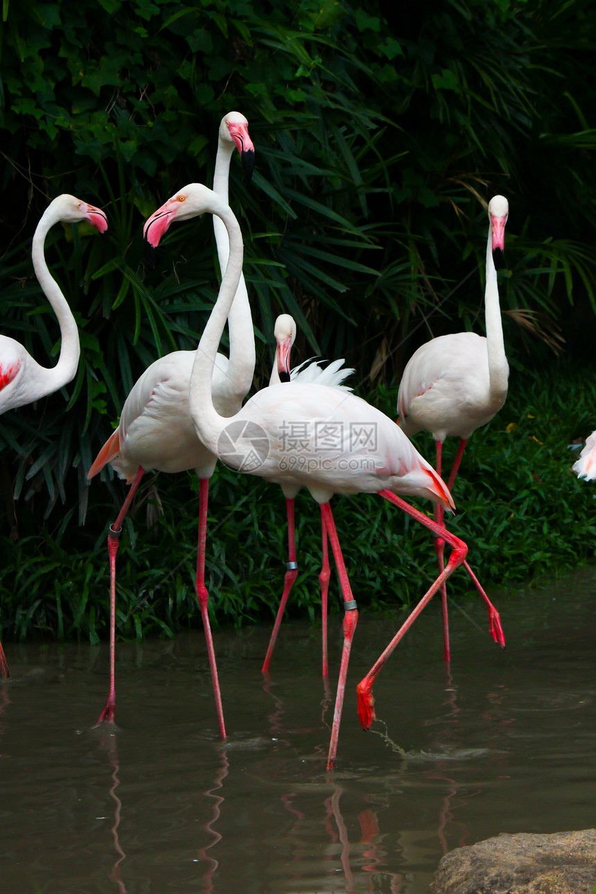 大火烈鸟野生动物火烈鸟粉色鸟鸟情调异国团体橙子热带动物园图片