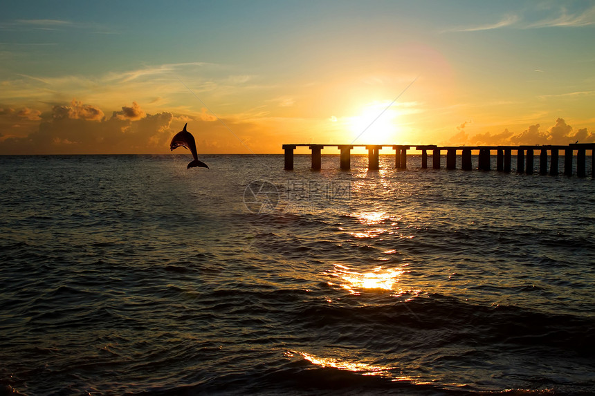 海豚在佛罗里达从海中跳出图片