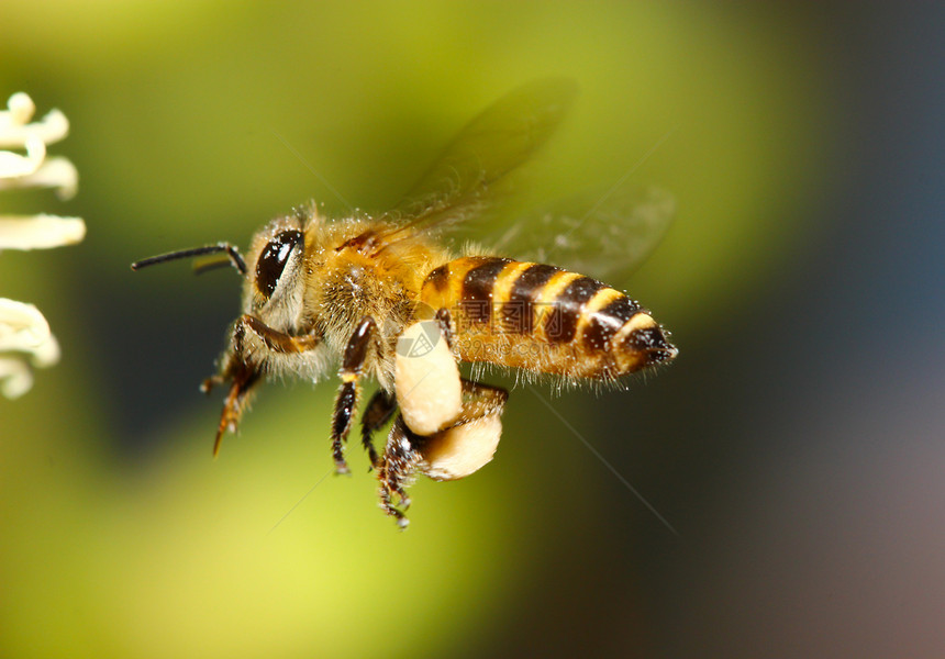 蜂蜜收集花蜜工人蜜蜂翅膀植物宏观花粉花园季节照片荒野图片