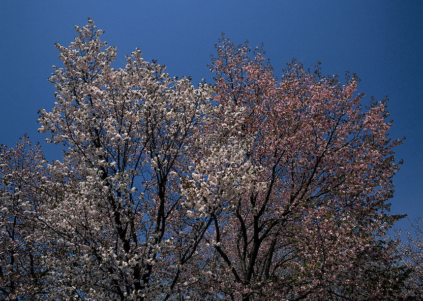 景观图像季节小路太阳旅行天气晴天阳光草地橙子风景图片