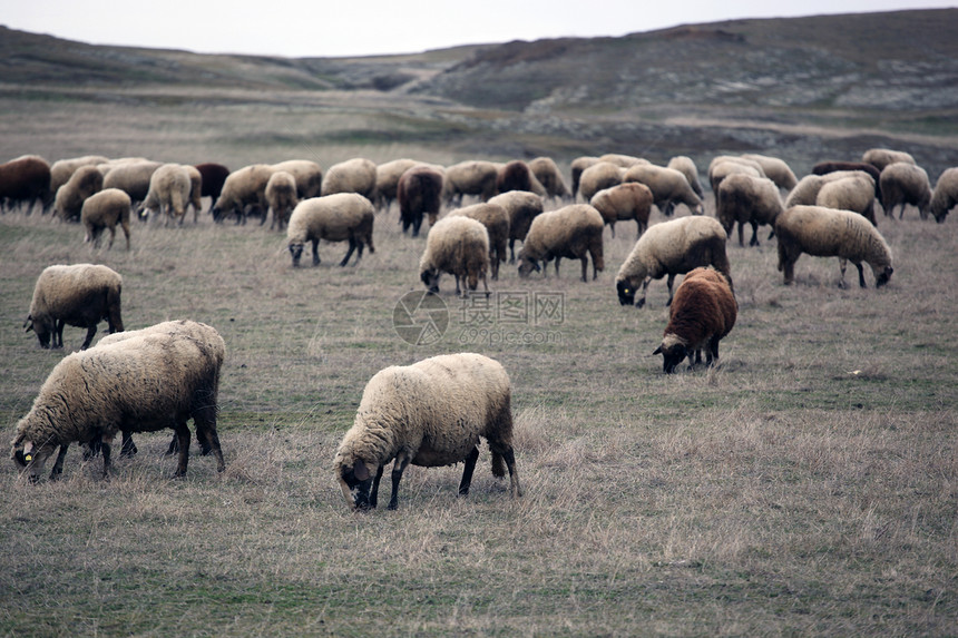绵羊母羊生活农村羊肉青少年肋骨产妇动物库存农场图片