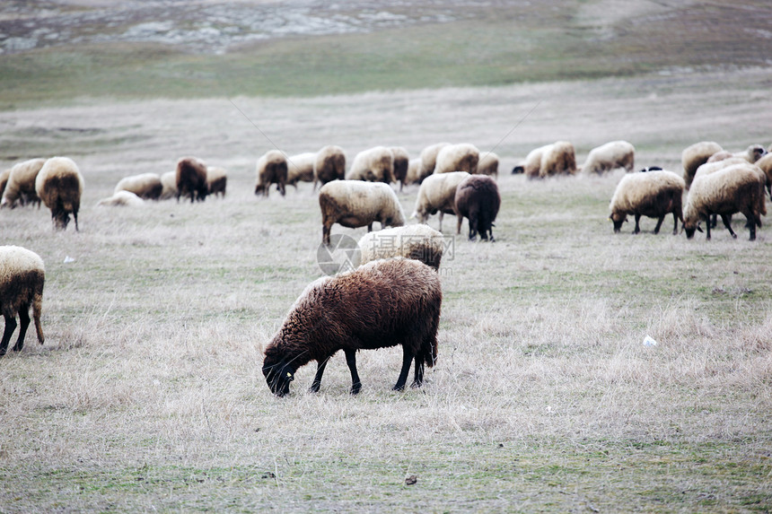 绵羊农村兴趣哺乳动物羊毛生活羊肉肋骨农场母羊库存图片