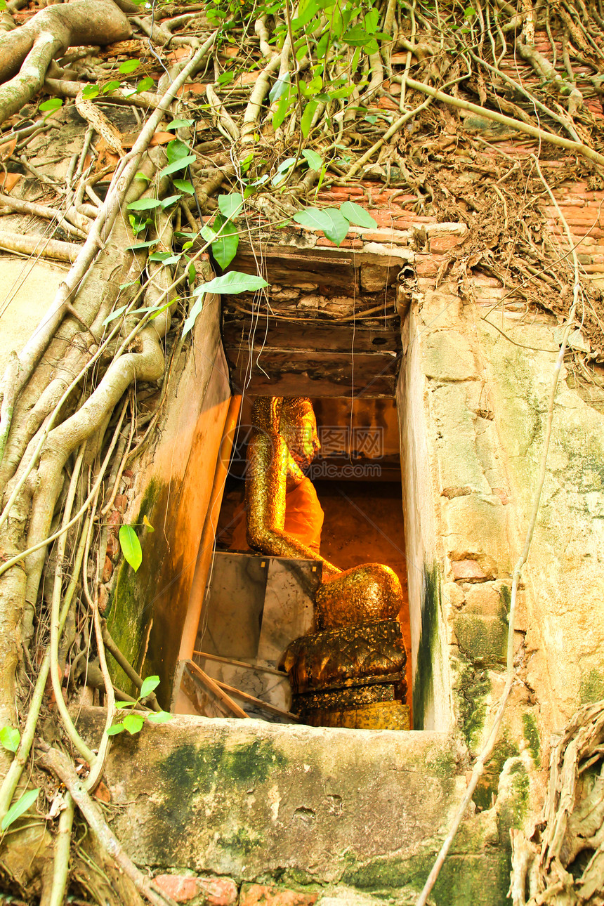 树根根吸收废墟 泰国的Temple佛教徒纪念碑旅行寺庙宗教杂草绘画雕塑文化信仰图片