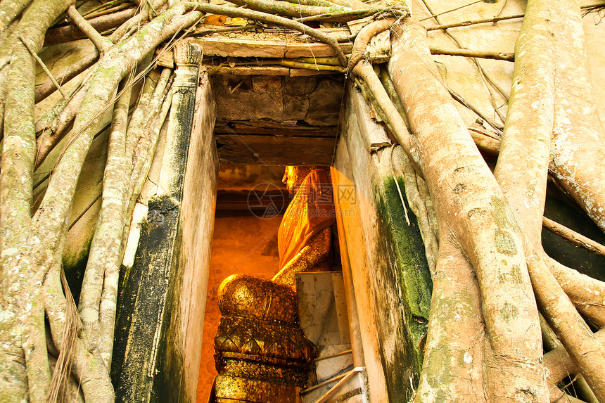 树根根吸收废墟 泰国的Temple佛教徒雕像祷告信仰纪念碑地标砂岩文化石头艺术图片