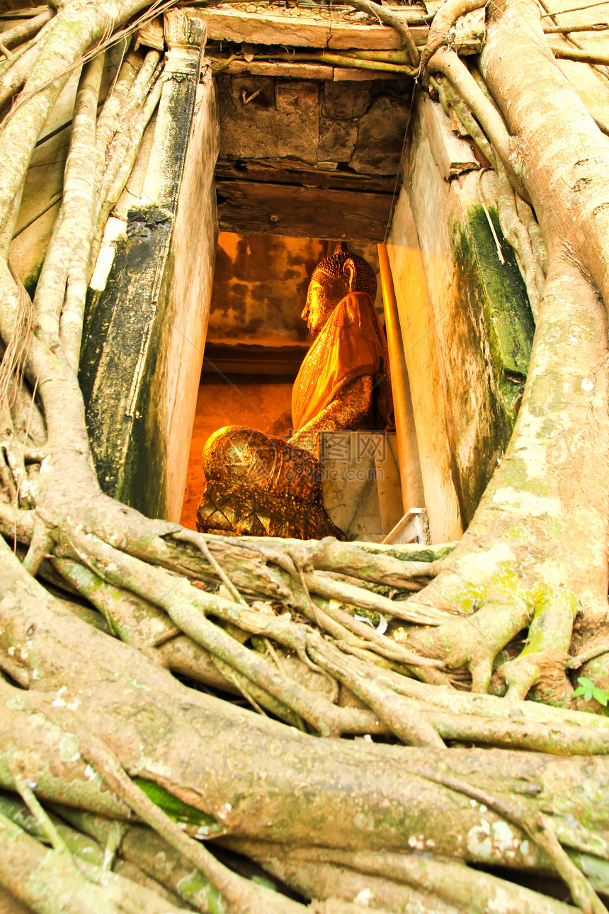树根根吸收废墟 泰国的Temple祷告宗教绘画艺术冥想雕像精神信仰旅行石头图片