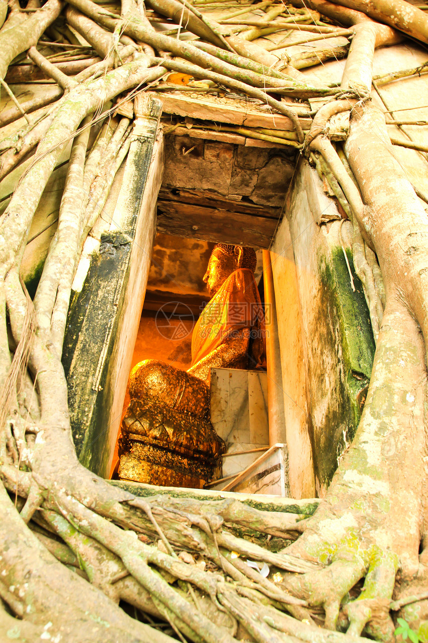 树根根吸收废墟 泰国的Temple雕像地标精神艺术祷告文化纪念碑佛教徒雕塑绘画图片
