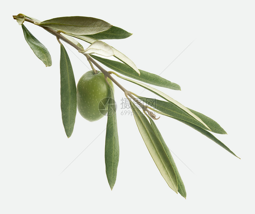 有橄榄的分支健康叶子树叶食物绿色生产水果图片