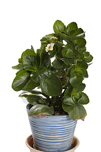 卡兰乔植物群花盆绿色植物窗花背景图片