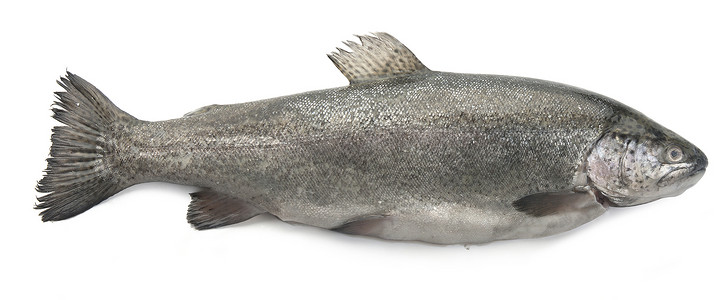 Raw 鳟鱼食物海鲜树干灰色彩虹背景图片