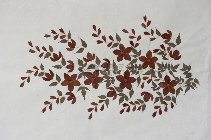 木莓纸背景的花卉艺术墙纸床单叶子植物群植物紧缩手工图片