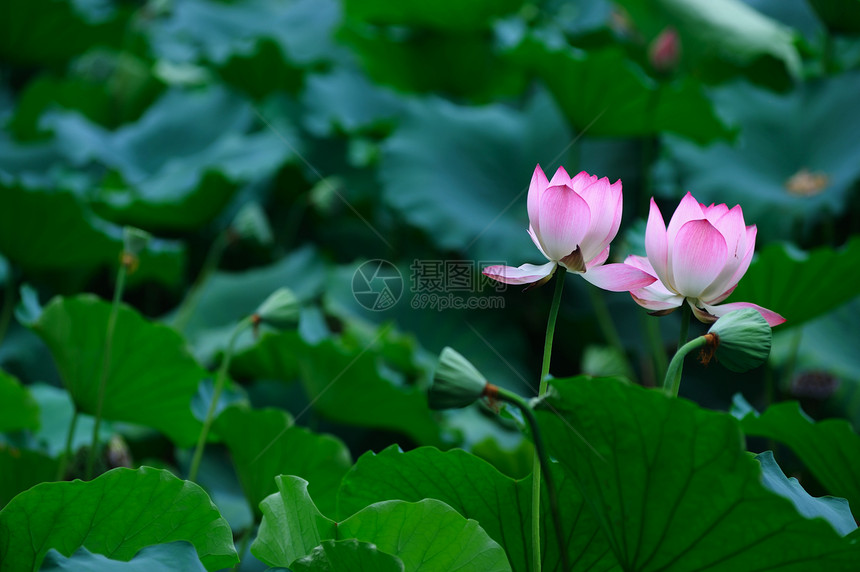 两朵莲花花池塘概念繁荣叶子异国生活情调花朵花瓣粉色图片