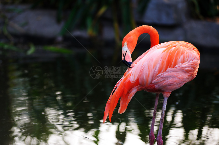 火烈鸟池塘红色脖子家禽公园动物园羽毛橙子粉色野生动物图片