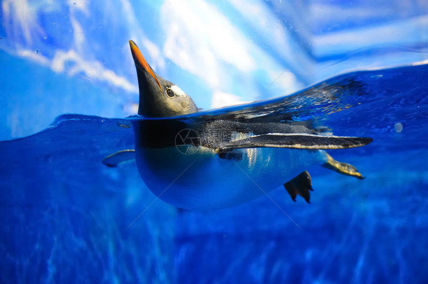 游泳企鹅黑色海洋爪子水泡速度运动蓝色白色掌状气泡图片