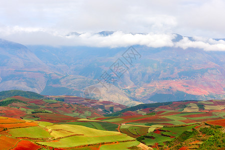 红地农场风景爬坡山坡乡村红色土地小麦农村地球背景图片