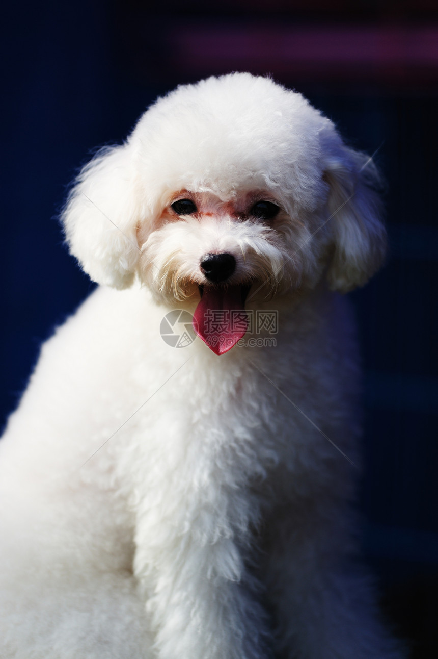 玩具狗狗动物宠物血统绿色白色犬类食肉舌头贵宾冒充图片