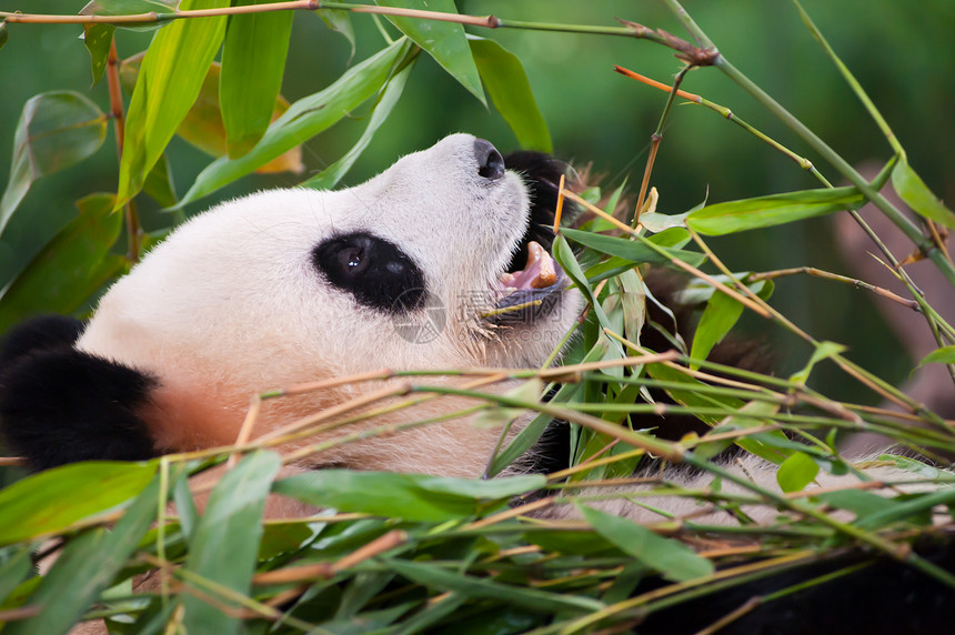 巨熊熊猫白色绿色濒危动物园宝藏黑色叶子救援国家竹子图片