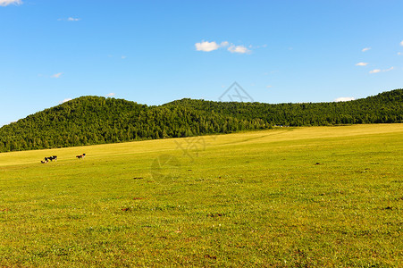 马草草 地牧场阳光太阳农业蓝色森林风景山坡天空绿色背景
