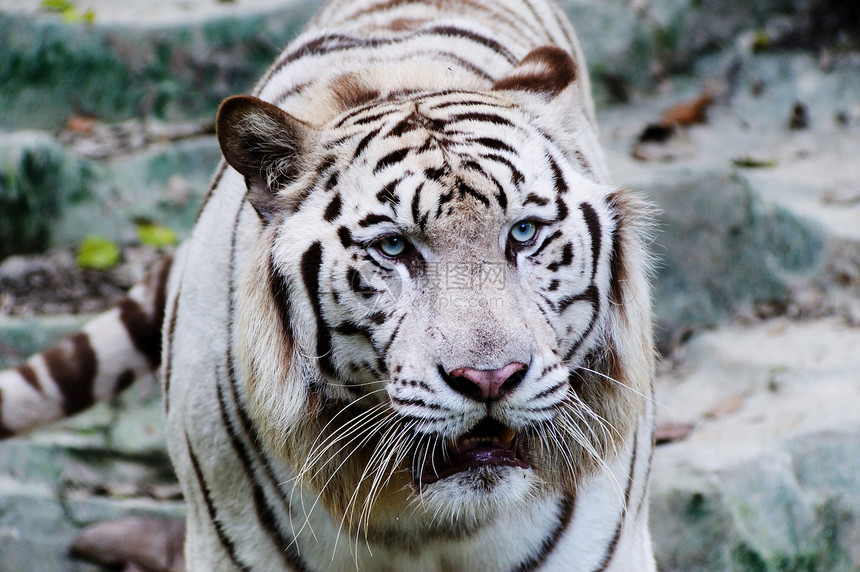 白老虎动物园野生动物危险森林丛林白色力量老虎条纹吸引力图片