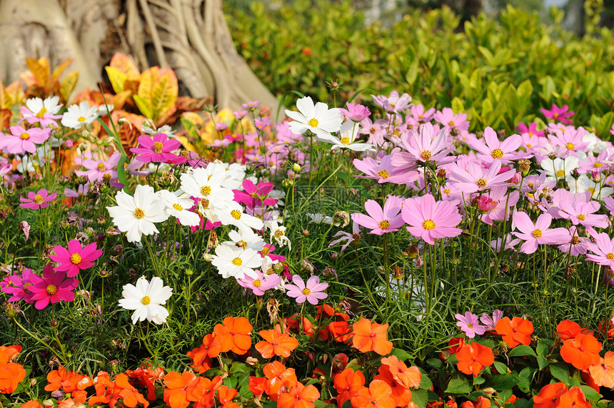 鲜花绿色曲线园艺花朵草地植物群生长美丽院子植物图片