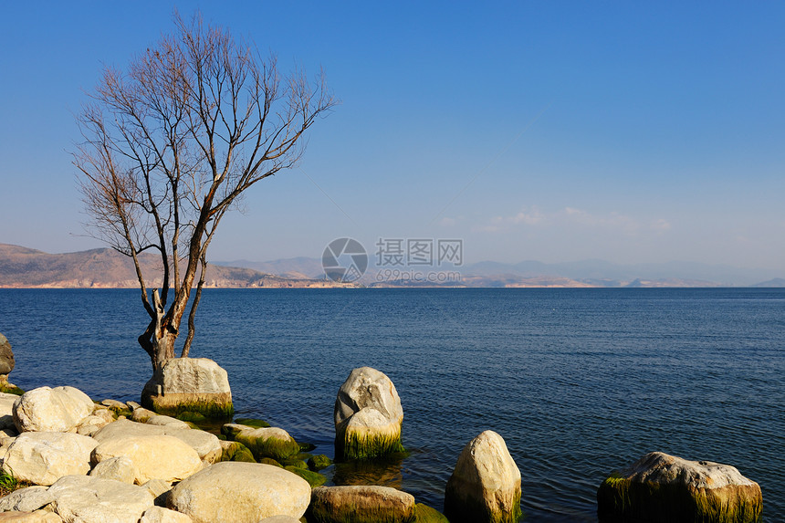 湖边的树木和石块图片