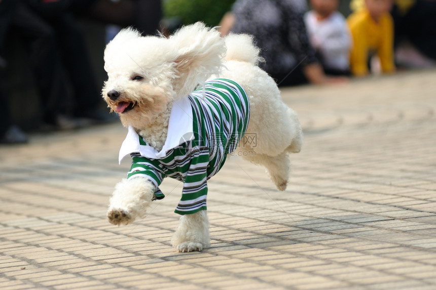 玩具小狗狗在跑血统衬衫小狗宠物衣服卷曲跑步犬类贵宾图片