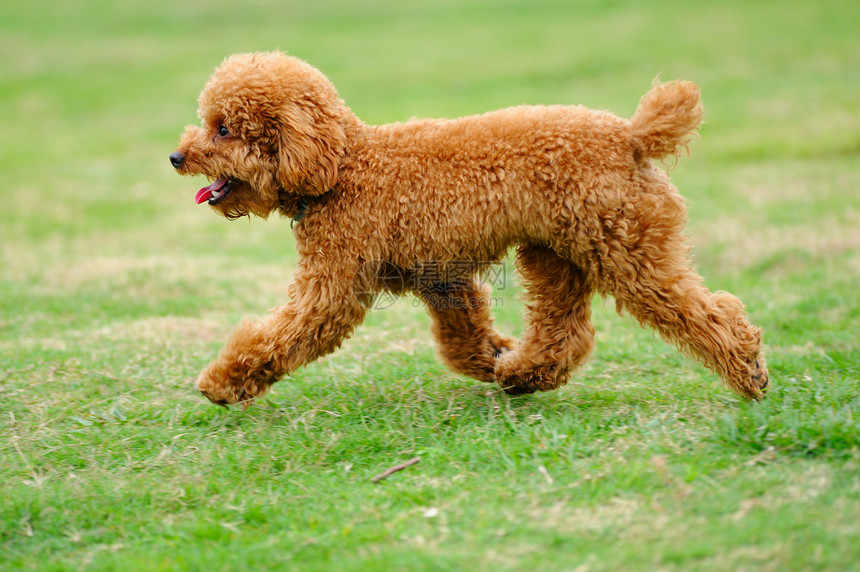 玩具小狗狗在跑跑步舌头宠物绿色草地贵宾小狗图片