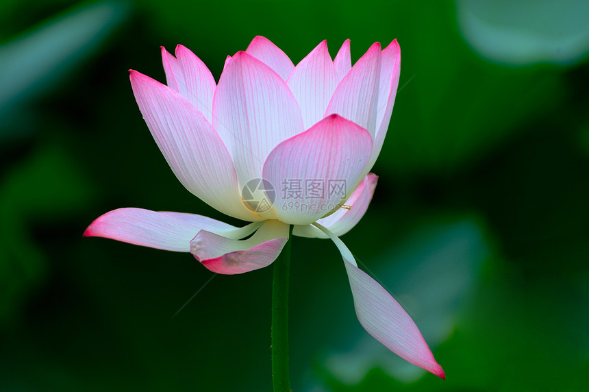 莲花叶子异国粉色静脉绿色植物群情调花瓣植物荷花图片