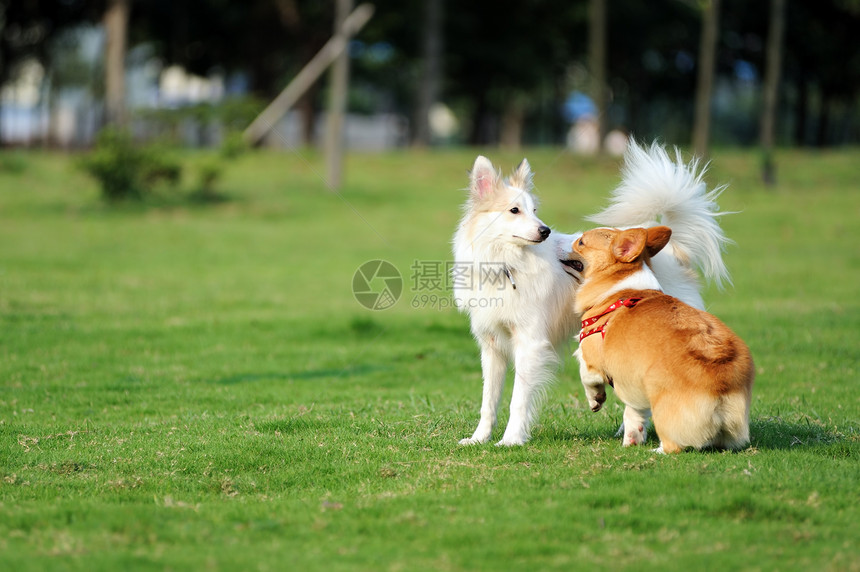 两只狗在玩草地眼睛宠物团体绿色萨摩耶小狗团队犬类牧羊犬图片