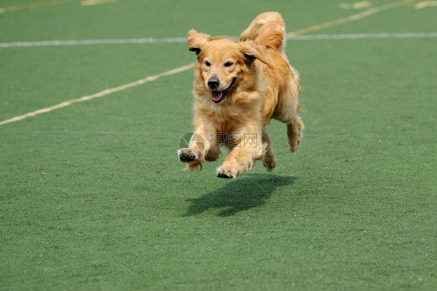 正在运行的金色寻金犬竞争跑步金子猎犬竞技场地短跑地面宠物运动图片