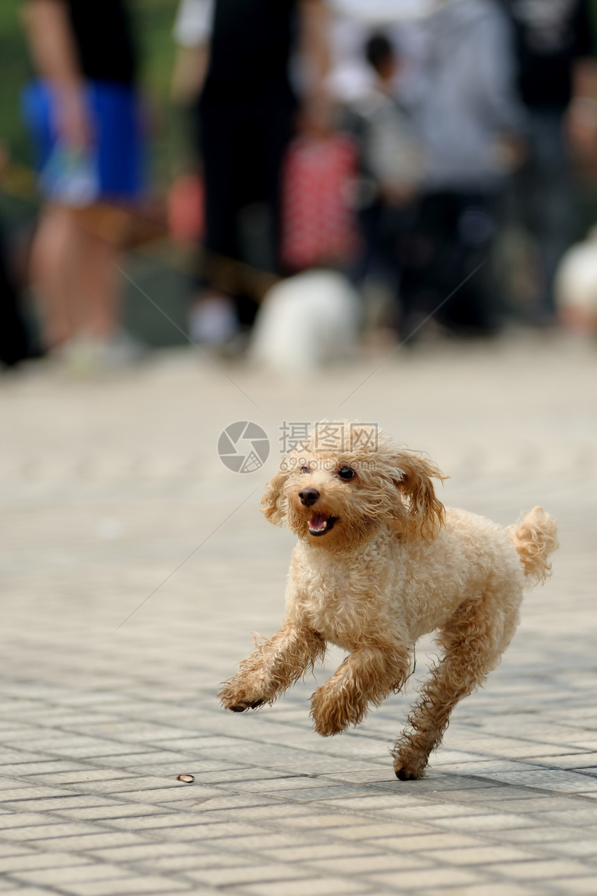 玩具小狗狗在跑小狗黄色贵宾宠物犬类跑步图片