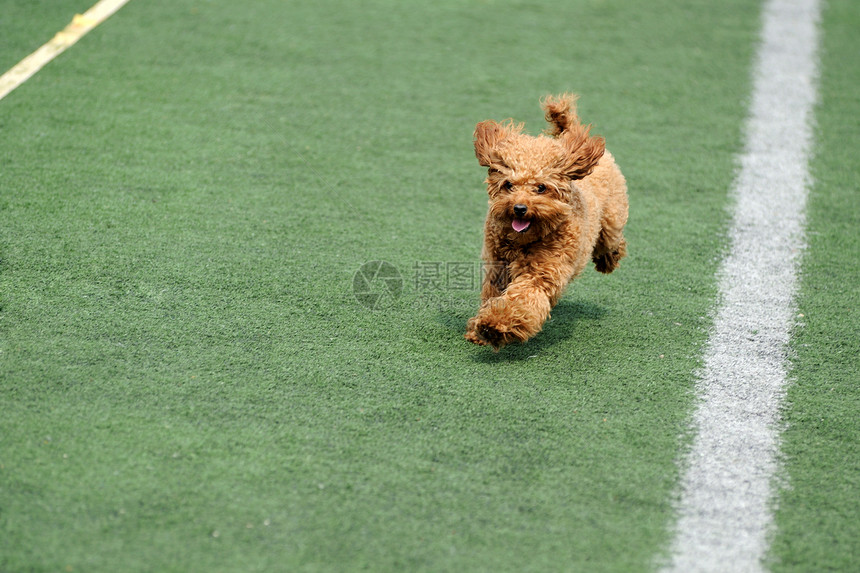 玩具小狗狗在跑竞赛贵宾赛车比赛竞技绳索操场小狗短跑运动图片