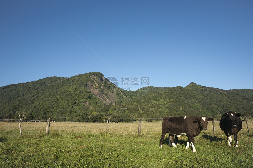 奶牛风景地平线场地土地阳光生物体绿色田园蓝色植物图片