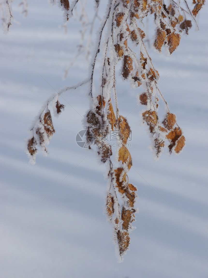 分处水滴叶子温度木头蓝色天气冰柱季节卡片水晶图片