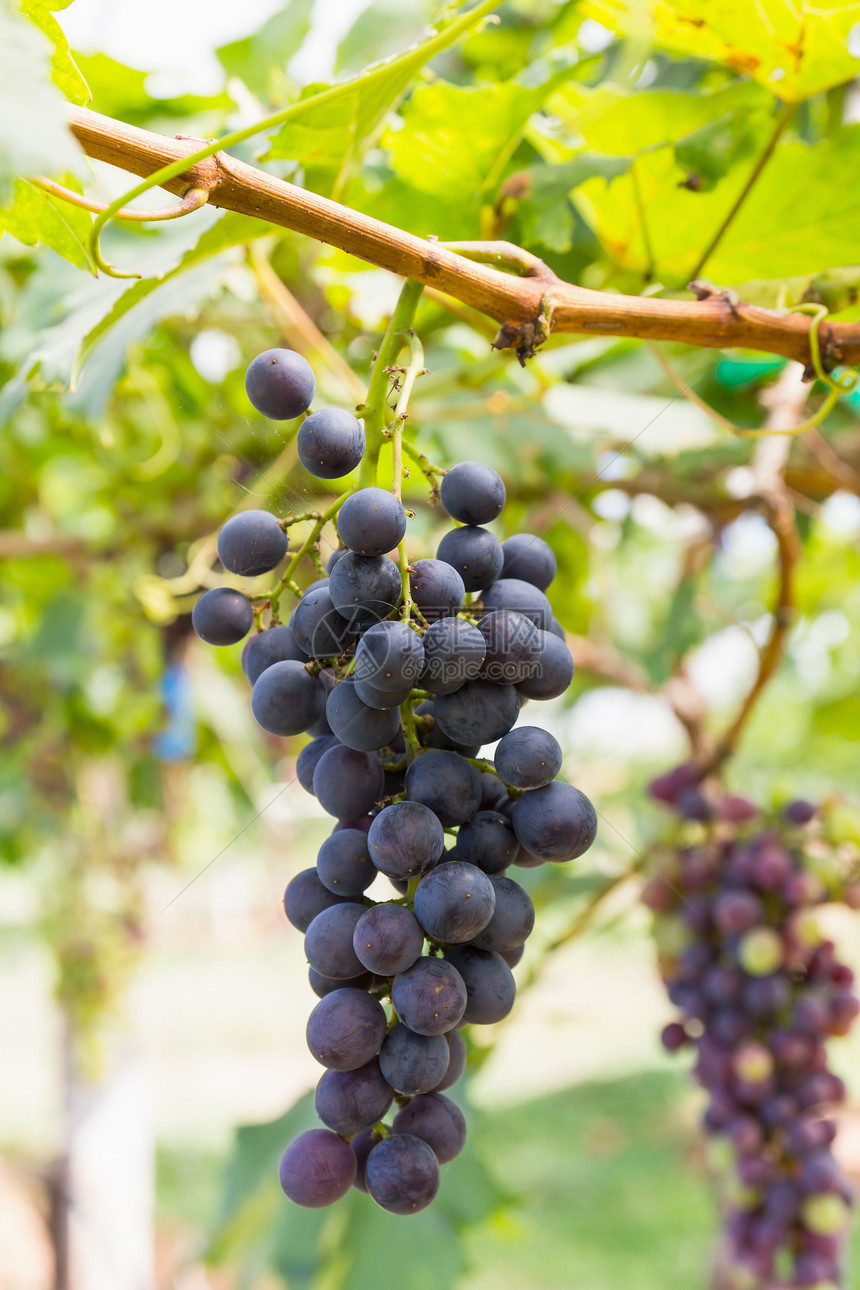 葡萄藤上的红葡萄食物收成农场植物园艺酒厂植物群叶子葡萄园紫色图片
