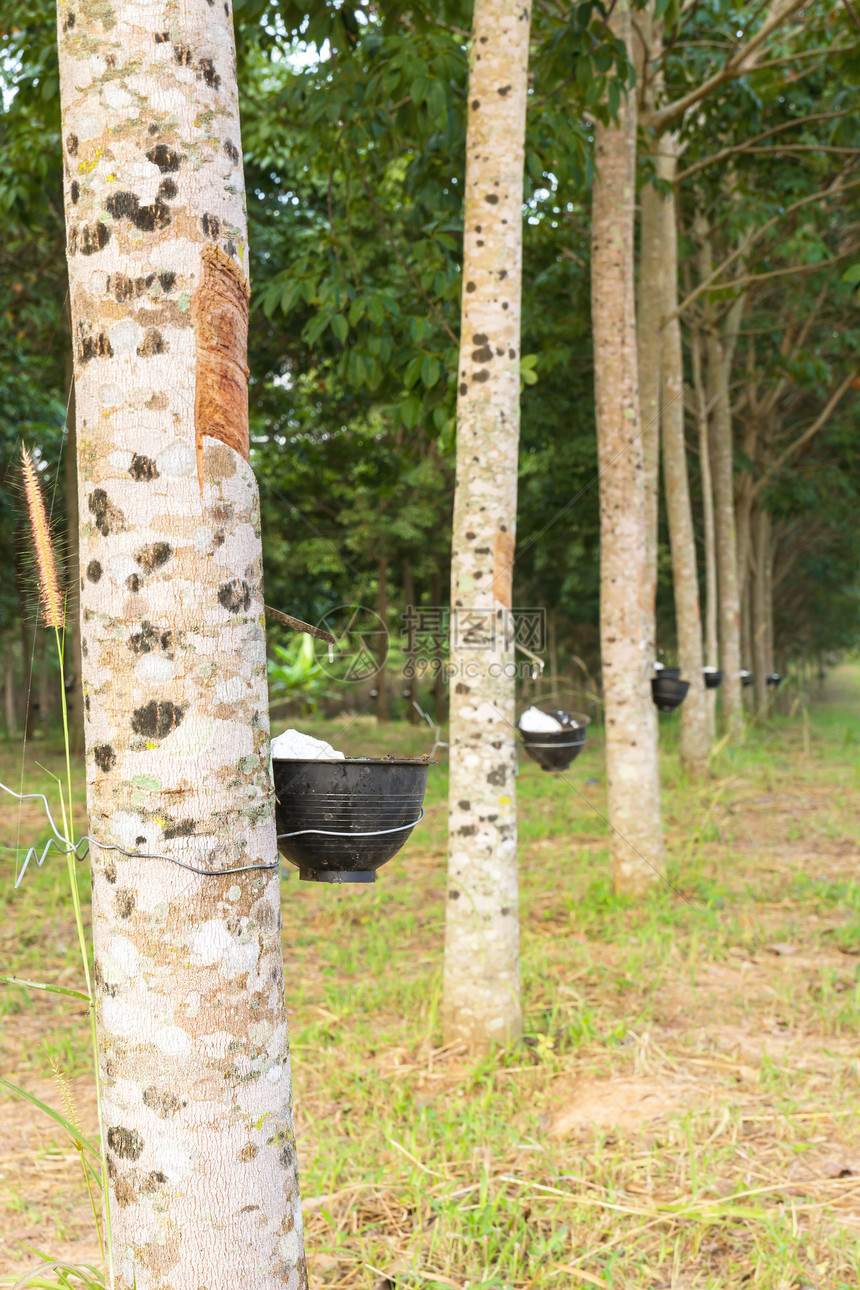 将橡胶树种植园的乳胶脱脂橡皮植物农场木材杯子液体叶子松紧带树干森林图片