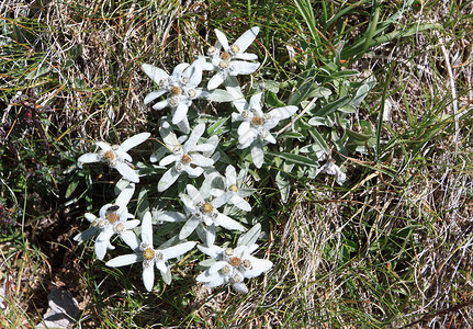 雪绒花火绒草荒野公园植物群花瓣国家草地宏观绿色白色高清图片