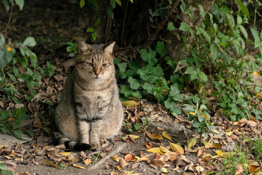 未家居猫玻璃猫科哺乳动物小猫城市猫咪公园街道孤独虎斑图片