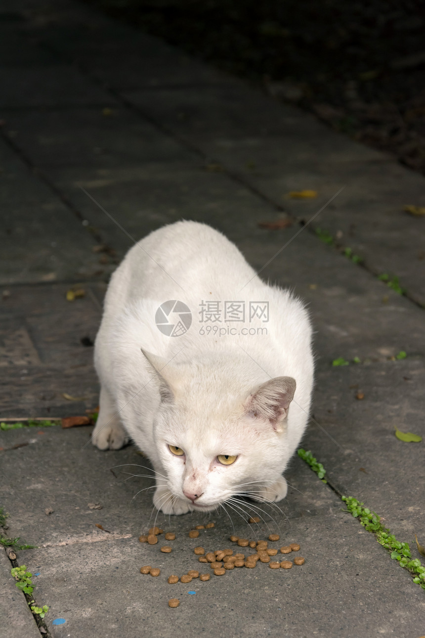 未家居猫白色街道小猫荒野猫咪流浪动物哺乳动物毛皮地面图片