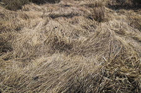 干草区系植物地面水平棕色场地背景图片